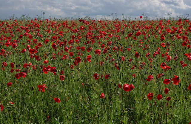 Poppies at Lemsford (2) VB.JPG