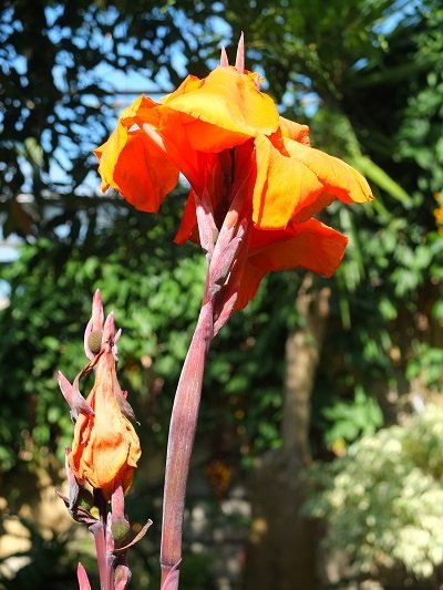 Exotic Orange Flowers by Alison Gracie