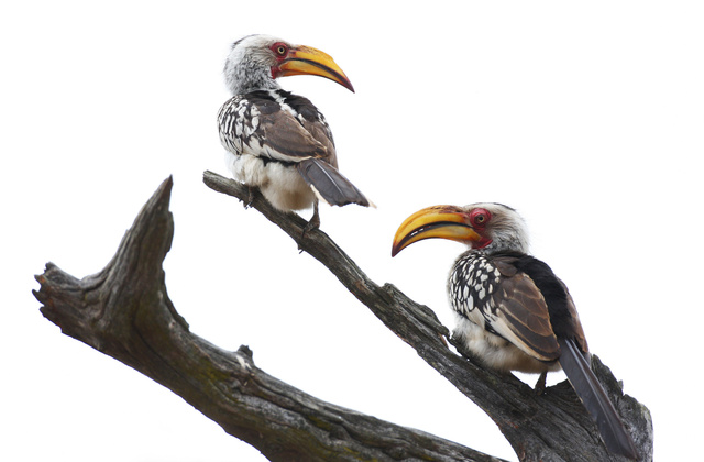 Yellow-billed Hornbills