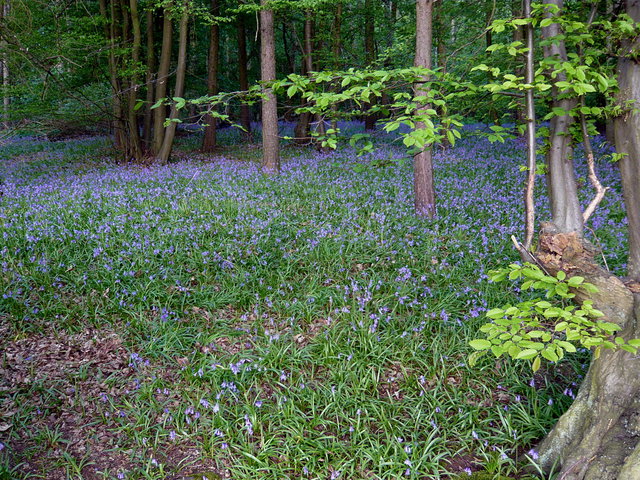 Bluebells near Ayot Green Way (8) VB.JPG