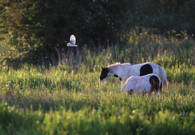 Barn Owl