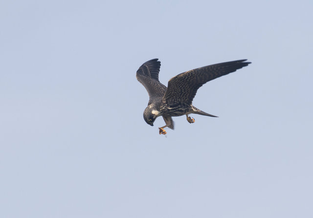 Hobby eating dragonfly