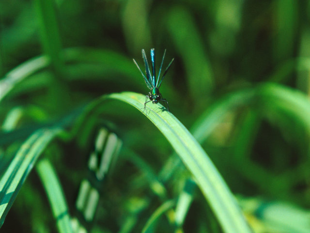 Banded demoiselle