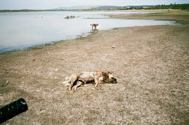19_dead and living dogs, San Miguel, 2011.jpg