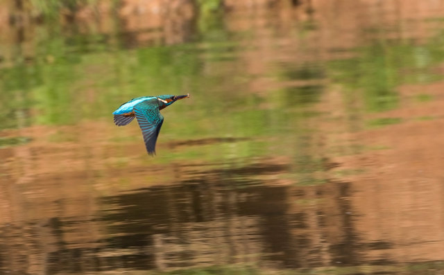 Kingfisher
