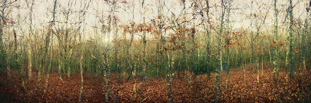 The Future Is A Forest. Great Kills Park, Staten Island