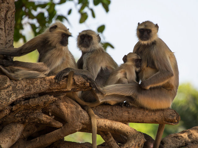 Langur Monkeys