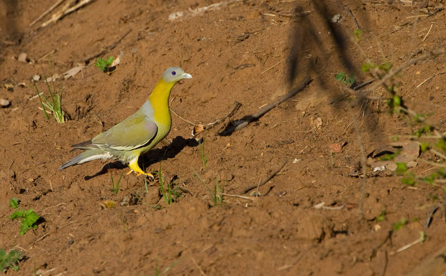 Yellow-footed Green Pigeon