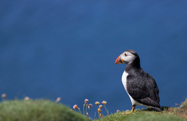Puffin