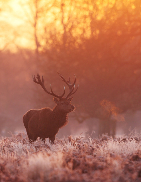 Red Deer Stag