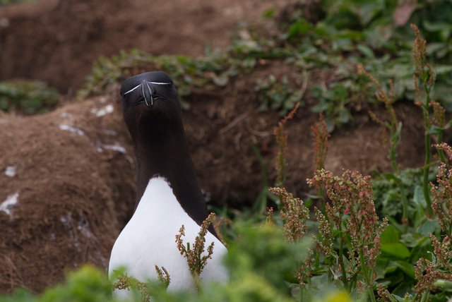 Razorbill