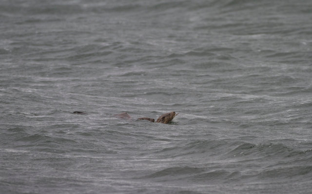 Otter mother and cubs fishing