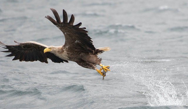 White-tailed eagle