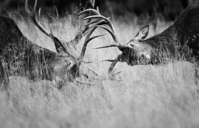 Red Deer Stags sparring