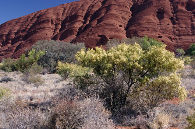 Uluru Base Walk (21) VB.JPG