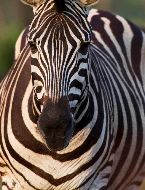 Zebra