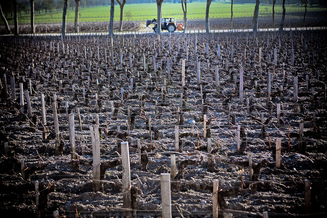 Margaux35 © Laurent Gazal.jpg