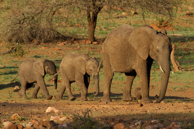 Elephants