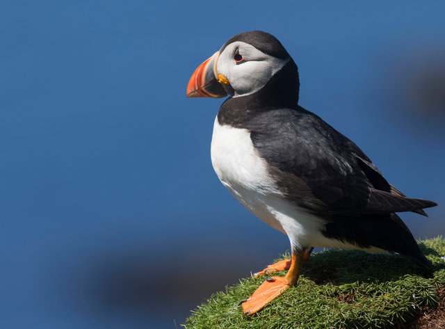 Puffin