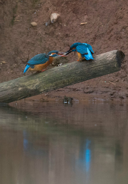 Kingfishers courtship feeding. Female (left) accepting fish from male.