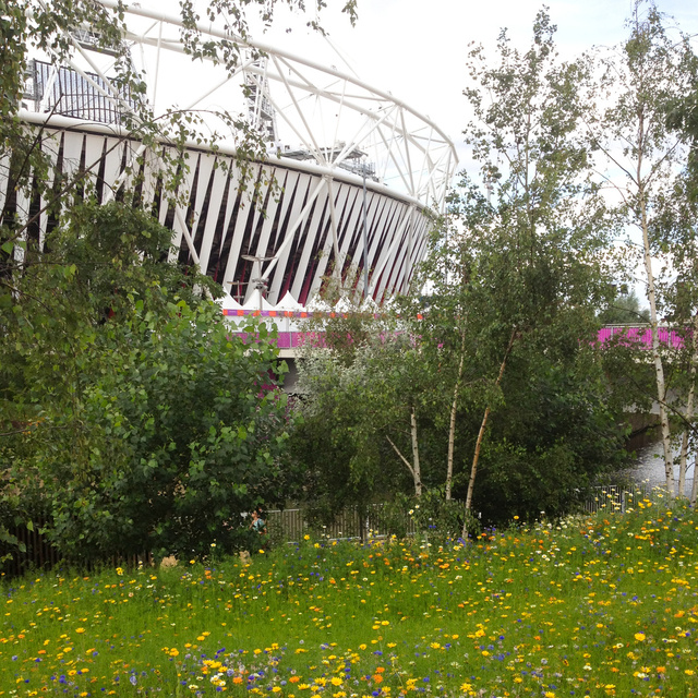 Meadow edge, Olympic Park, 2012
