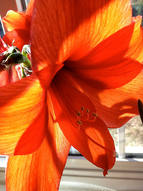 Red Flower Blooming 2