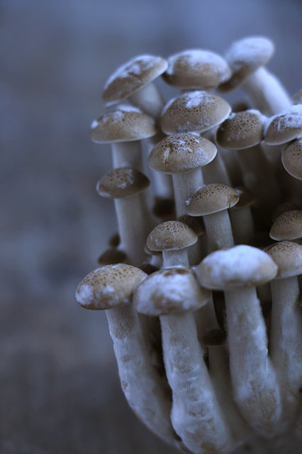 Buna-Shimeji Mushrooms