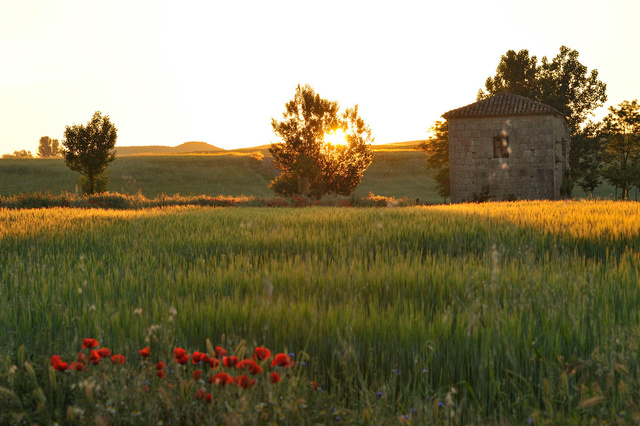 Sur le chemin entre Castrojeriz et Fromista, Castille