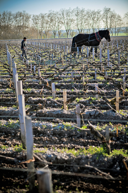 Margaux29 © Laurent Gazal.jpg