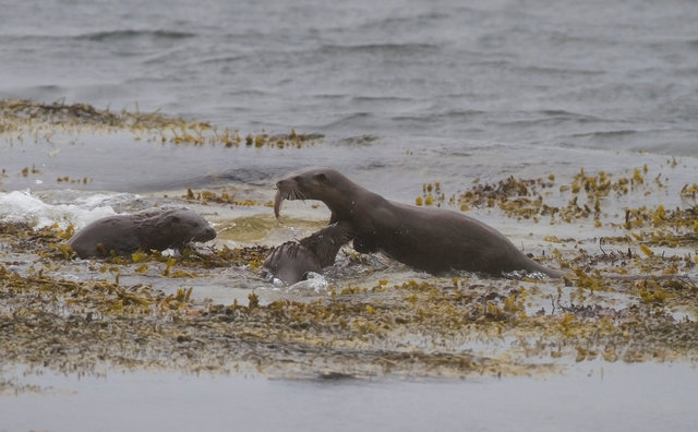Otter cubs greet their mother as she returns with a fish