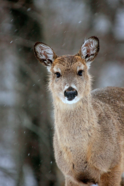 White-tailed Deer, Ohio