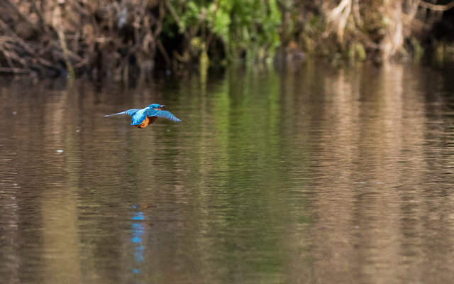 Kingfisher
