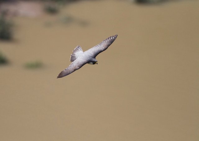 Peregrine falcon