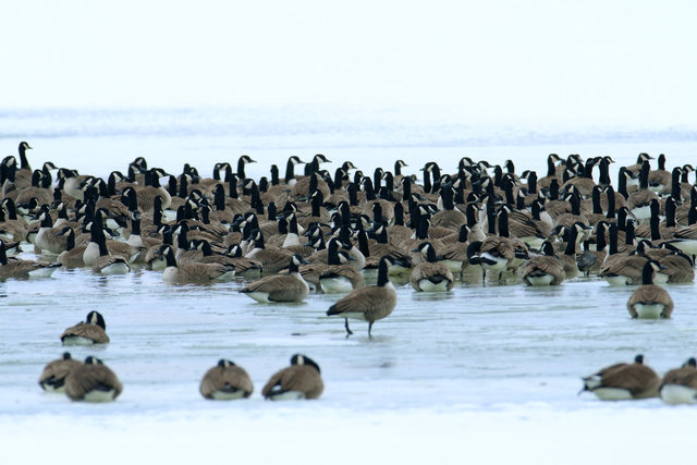 Canada Geese, February, southern Ohio