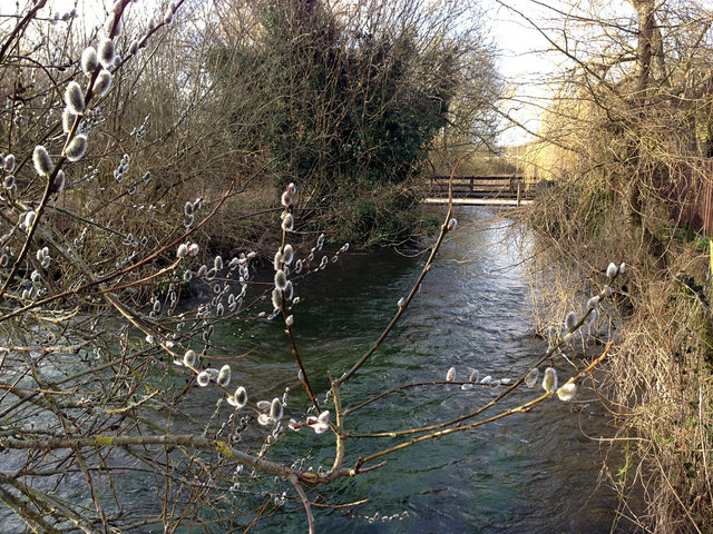 Catkins at Waterend (2) VB.JPG