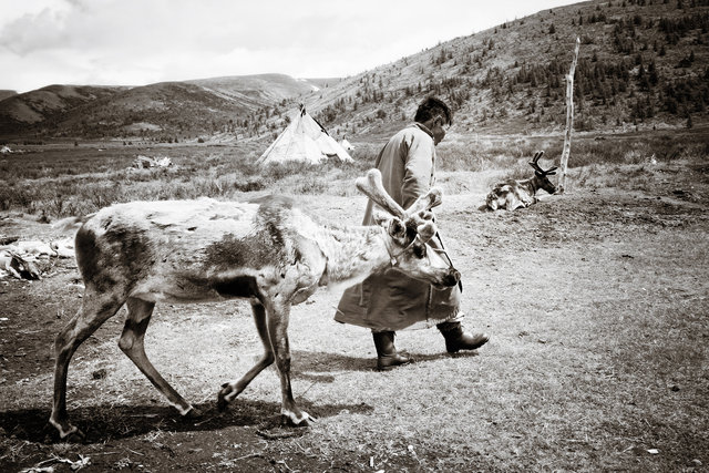 Reindeer Herders