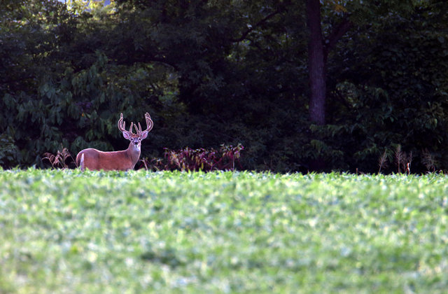 IMG_5570worked_small_Crop.jpg