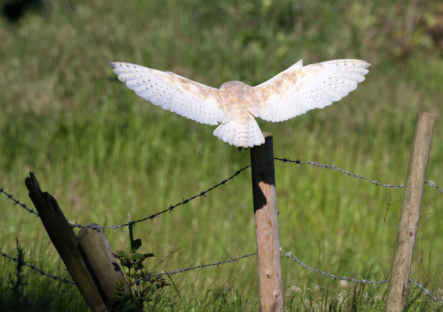 Barn Owl