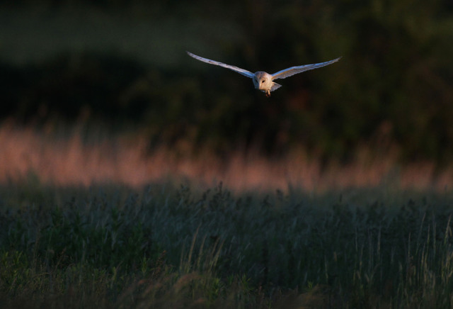 Barn Owl