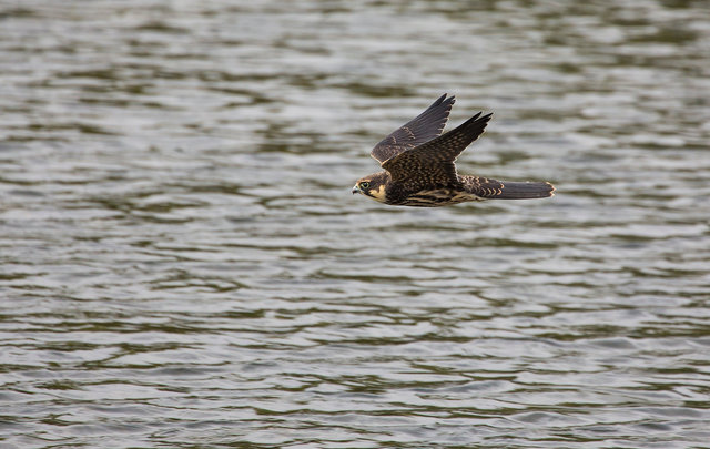 Hobby