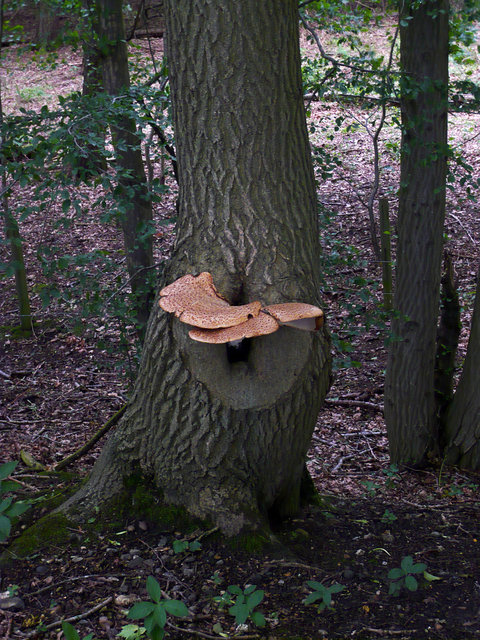 Bracket fungi VB.JPG