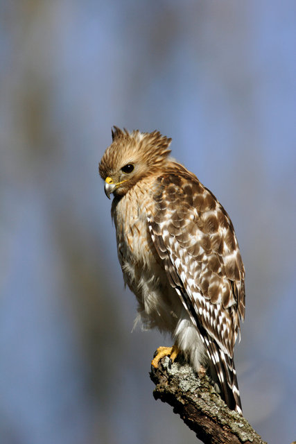 Red-shouldered Hawk, Ohio