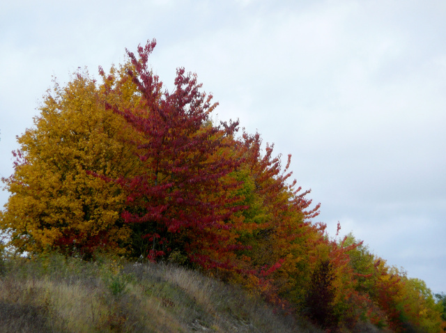 Sologne, novembre 2010