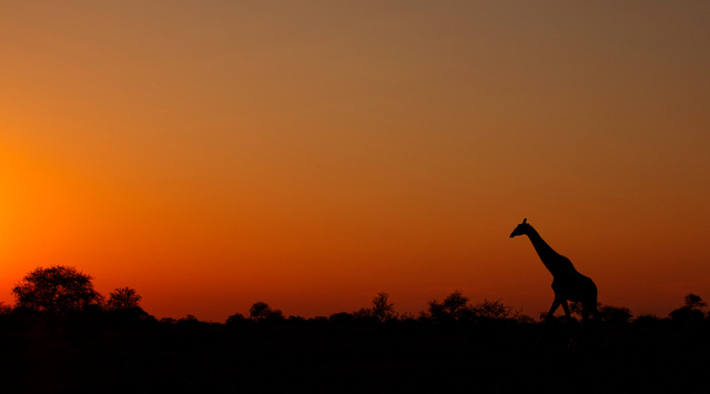 Giraffe at dusk