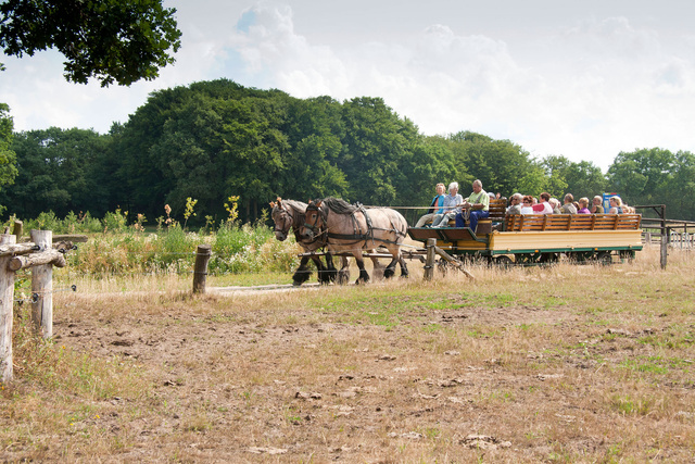 Rijtoer met Trekpaarden.
