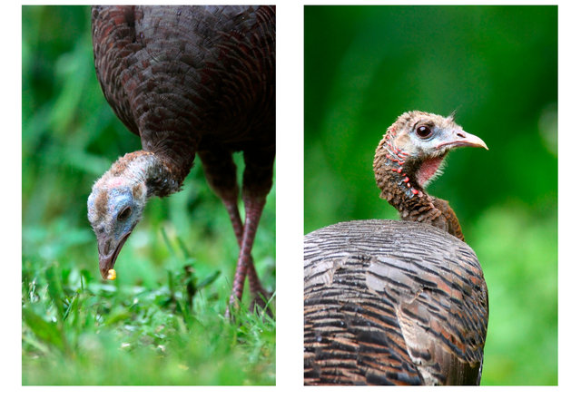 Eastern Wild Turkey, Spring, Ohio