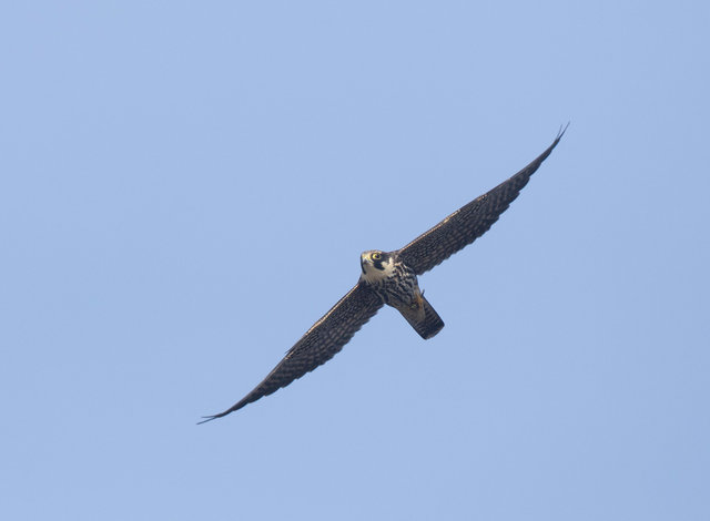 Hobby with dragonfly