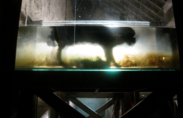 Dissection subject.jpg