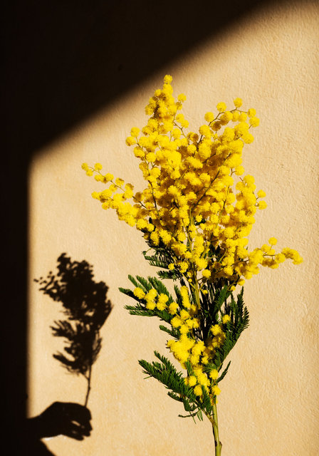 Mimosa i hand
