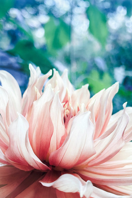 Rosa Dahlia